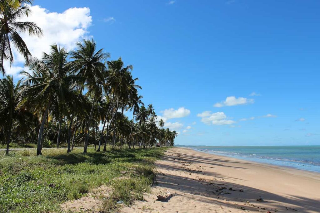 Praia tropical com palmeiras e céu azul vivendo um dia ensolarado. Ideal para relaxamento e turismo, cercada pela natureza exuberante.